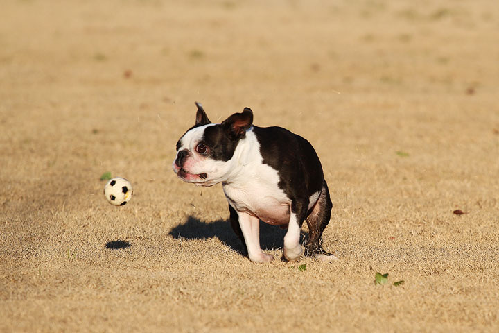 Make It or Miss It? Guess whether this Boston Terrier catches the frisbee! kevinandamanda.com Make It or Miss It? Guess whether this Boston Terrier catches the frisbee! kevinandamanda.com