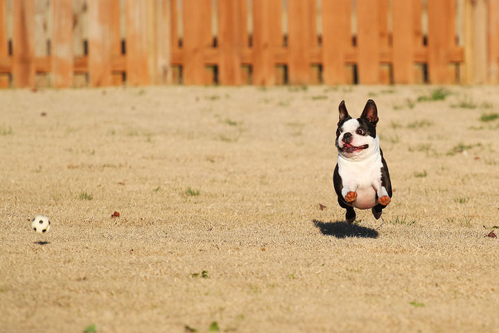 Make It or Miss It? Guess whether this Boston Terrier catches the frisbee! kevinandamanda.com Make It or Miss It? Guess whether this Boston Terrier catches the frisbee! kevinandamanda.com