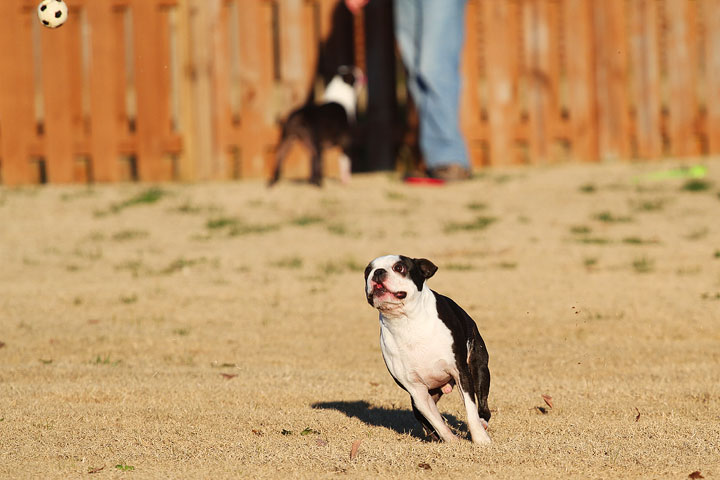 Make It or Miss It? Guess whether this Boston Terrier catches the frisbee! kevinandamanda.com Make It or Miss It? Guess whether this Boston Terrier catches the frisbee! kevinandamanda.com