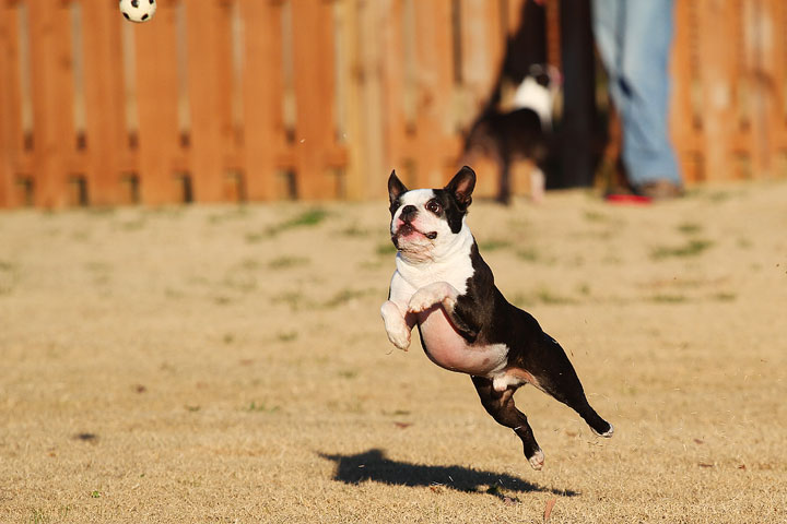 Make It or Miss It? Guess whether this Boston Terrier catches the frisbee! kevinandamanda.com Make It or Miss It? Guess whether this Boston Terrier catches the frisbee! kevinandamanda.com