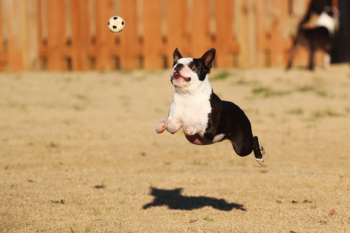 Make It or Miss It? Guess whether this Boston Terrier catches the frisbee! kevinandamanda.com Make It or Miss It? Guess whether this Boston Terrier catches the frisbee! kevinandamanda.com
