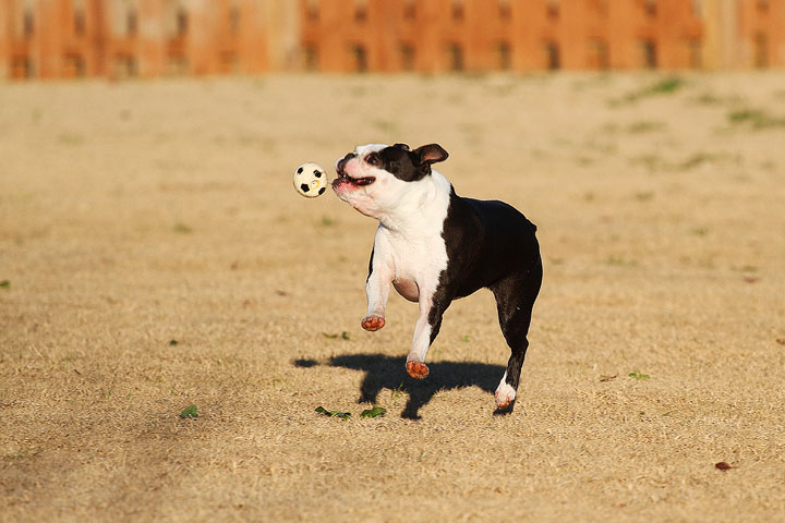 Make It or Miss It? Guess whether this Boston Terrier catches the frisbee! kevinandamanda.com Make It or Miss It? Guess whether this Boston Terrier catches the frisbee! kevinandamanda.com