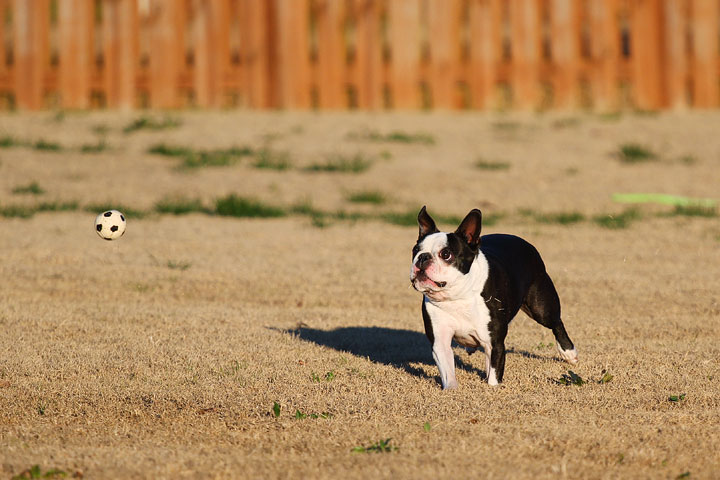 Make It or Miss It? Guess whether this Boston Terrier catches the frisbee! kevinandamanda.com Make It or Miss It? Guess whether this Boston Terrier catches the frisbee! kevinandamanda.com