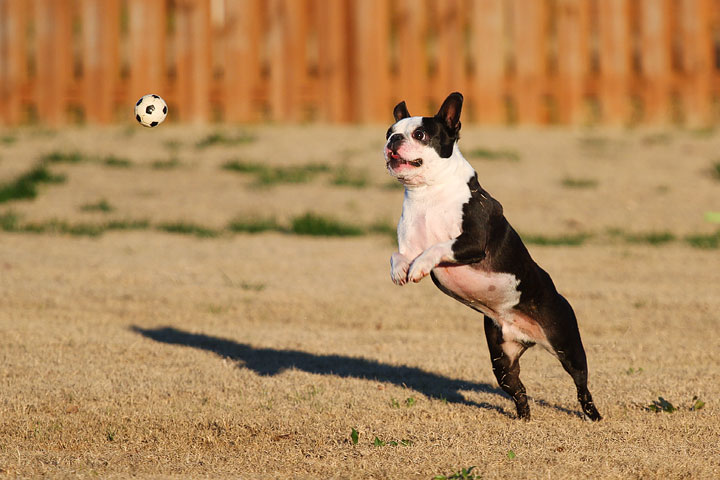 Make It or Miss It? Guess whether this Boston Terrier catches the frisbee! kevinandamanda.com Make It or Miss It? Guess whether this Boston Terrier catches the frisbee! kevinandamanda.com