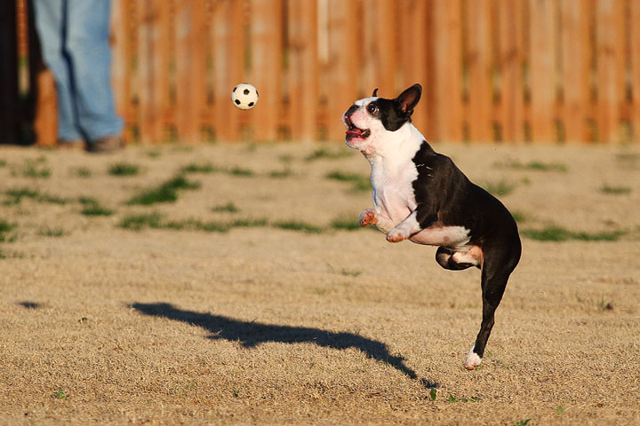 Make It or Miss It? Guess whether this Boston Terrier catches the frisbee! kevinandamanda.com Make It or Miss It? Guess whether this Boston Terrier catches the frisbee! kevinandamanda.com