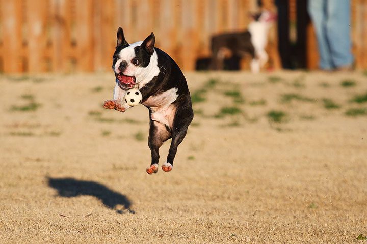Make It or Miss It? Guess whether this Boston Terrier catches the frisbee! kevinandamanda.com Make It or Miss It? Guess whether this Boston Terrier catches the frisbee! kevinandamanda.com
