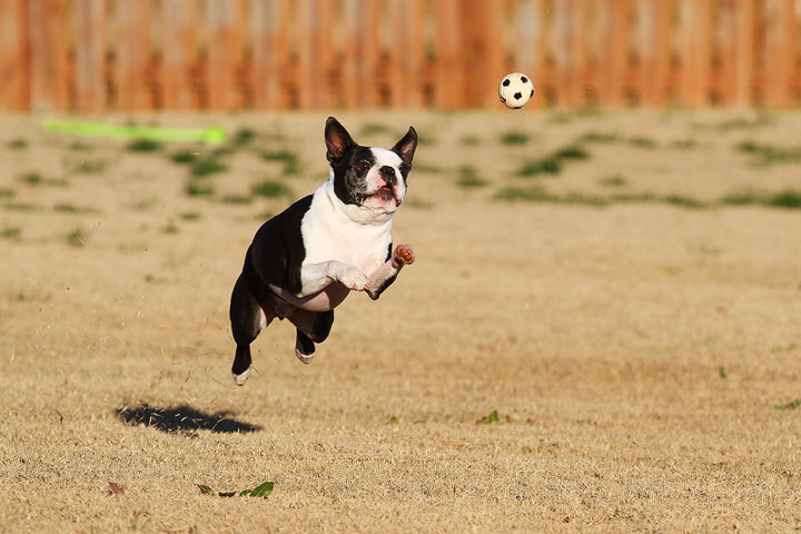 Make It or Miss It? Guess whether this Boston Terrier catches the frisbee! kevinandamanda.com Make It or Miss It? Guess whether this Boston Terrier catches the frisbee! kevinandamanda.com