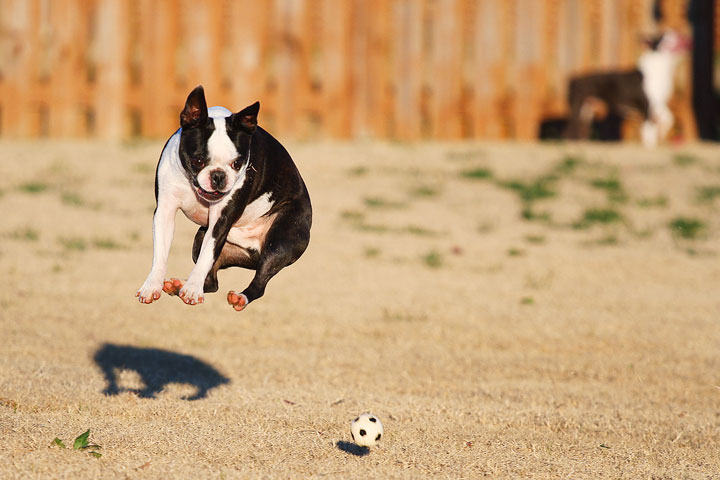 Make It or Miss It? Guess whether this Boston Terrier catches the frisbee! kevinandamanda.com Make It or Miss It? Guess whether this Boston Terrier catches the frisbee! kevinandamanda.com