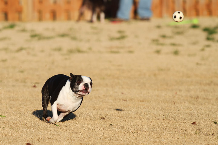 Make It or Miss It? Guess whether this Boston Terrier catches the frisbee! kevinandamanda.com Make It or Miss It? Guess whether this Boston Terrier catches the frisbee! kevinandamanda.com