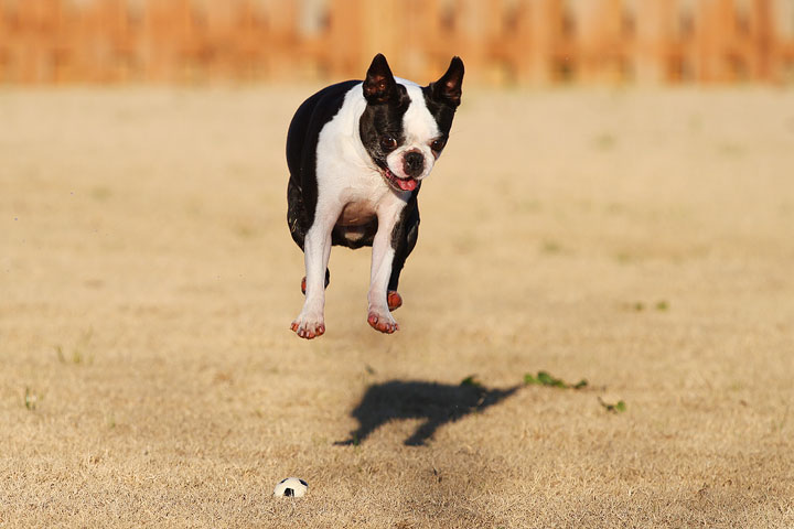 Make It or Miss It? Guess whether this Boston Terrier catches the frisbee! kevinandamanda.com Make It or Miss It? Guess whether this Boston Terrier catches the frisbee! kevinandamanda.com