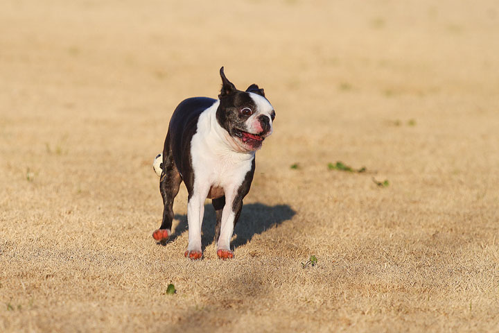Make It or Miss It? Guess whether this Boston Terrier catches the frisbee! kevinandamanda.com Make It or Miss It? Guess whether this Boston Terrier catches the frisbee! kevinandamanda.com