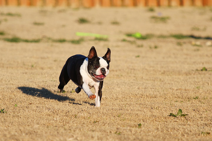 Make It or Miss It? Guess whether this Boston Terrier catches the frisbee! kevinandamanda.com Make It or Miss It? Guess whether this Boston Terrier catches the frisbee! kevinandamanda.com