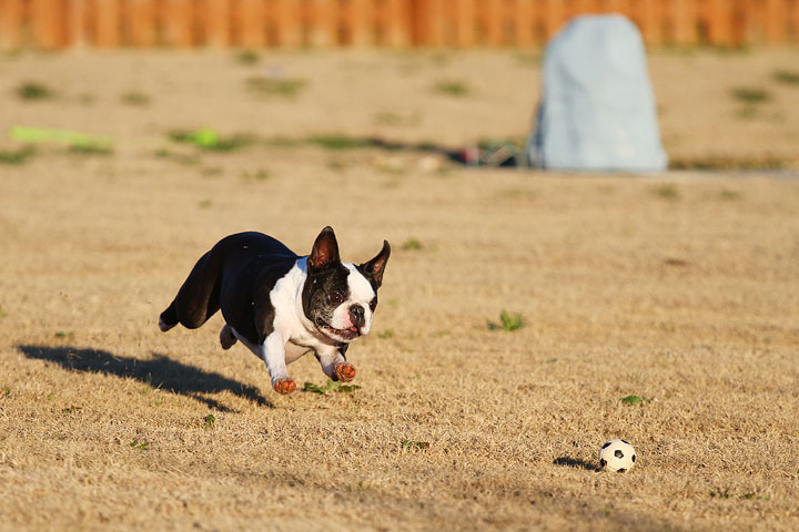 Make It or Miss It? Guess whether this Boston Terrier catches the frisbee! kevinandamanda.com Make It or Miss It? Guess whether this Boston Terrier catches the frisbee! kevinandamanda.com
