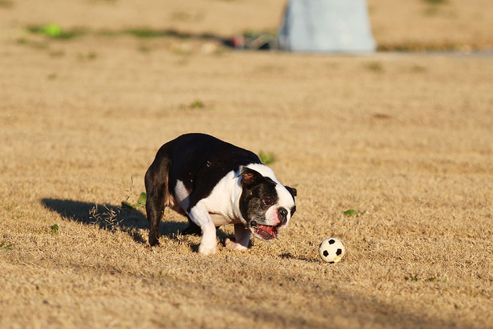 Make It or Miss It? Guess whether this Boston Terrier catches the frisbee! kevinandamanda.com Make It or Miss It? Guess whether this Boston Terrier catches the frisbee! kevinandamanda.com