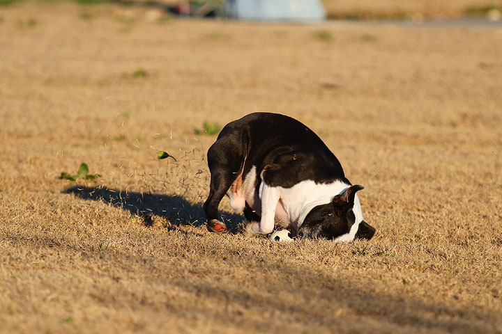 Make It or Miss It? Guess whether this Boston Terrier catches the frisbee! kevinandamanda.com Make It or Miss It? Guess whether this Boston Terrier catches the frisbee! kevinandamanda.com