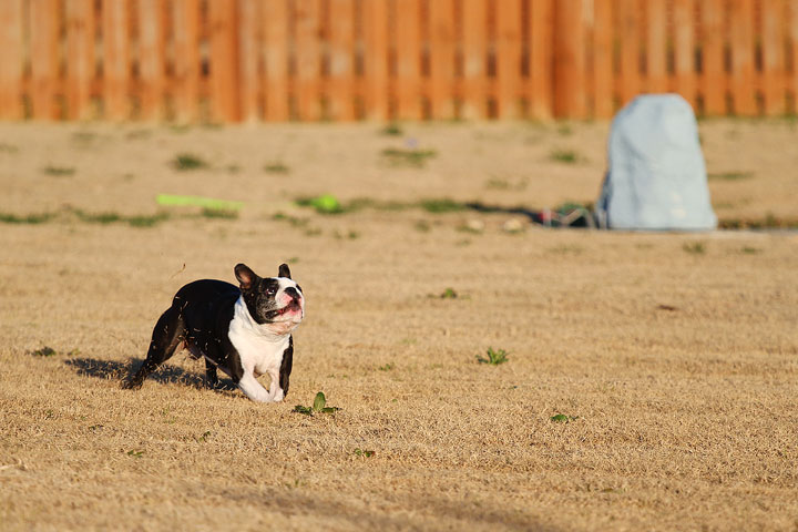 Make It or Miss It? Guess whether this Boston Terrier catches the frisbee! kevinandamanda.com Make It or Miss It? Guess whether this Boston Terrier catches the frisbee! kevinandamanda.com
