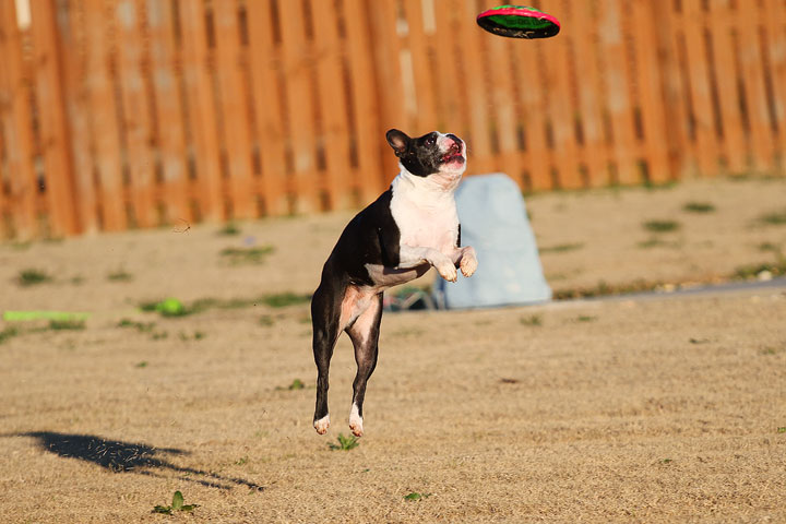 Make It or Miss It? Guess whether this Boston Terrier catches the frisbee! kevinandamanda.com Make It or Miss It? Guess whether this Boston Terrier catches the frisbee! kevinandamanda.com