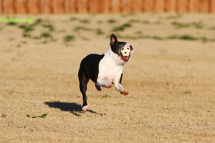 Make It or Miss It? Guess whether this Boston Terrier catches the frisbee! kevinandamanda.com Make It or Miss It? Guess whether this Boston Terrier catches the frisbee! kevinandamanda.com