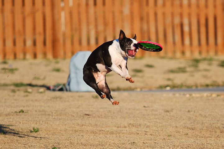 Make It or Miss It? Guess whether this Boston Terrier catches the frisbee! kevinandamanda.com Make It or Miss It? Guess whether this Boston Terrier catches the frisbee! kevinandamanda.com