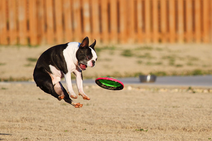 Make It or Miss It? Guess whether this Boston Terrier catches the frisbee! kevinandamanda.com Make It or Miss It? Guess whether this Boston Terrier catches the frisbee! kevinandamanda.com