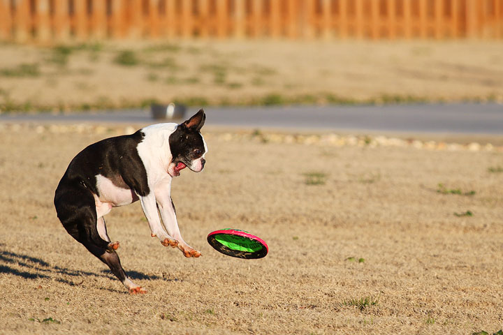 Make It or Miss It? Guess whether this Boston Terrier catches the frisbee! kevinandamanda.com Make It or Miss It? Guess whether this Boston Terrier catches the frisbee! kevinandamanda.com