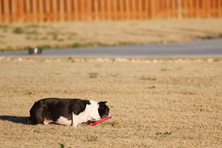 Make It or Miss It? Guess whether this Boston Terrier catches the frisbee! kevinandamanda.com Make It or Miss It? Guess whether this Boston Terrier catches the frisbee! kevinandamanda.com