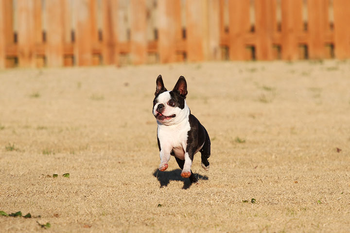 Make It or Miss It? Guess whether this Boston Terrier catches the frisbee! kevinandamanda.com Make It or Miss It? Guess whether this Boston Terrier catches the frisbee! kevinandamanda.com