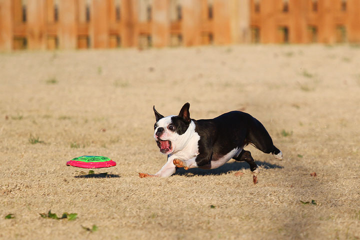 Make It or Miss It? Guess whether this Boston Terrier catches the frisbee! kevinandamanda.com Make It or Miss It? Guess whether this Boston Terrier catches the frisbee! kevinandamanda.com