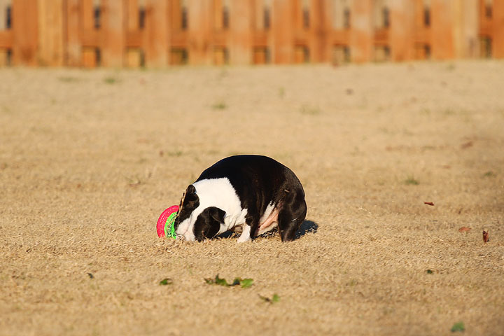 Make It or Miss It? Guess whether this Boston Terrier catches the frisbee! kevinandamanda.com Make It or Miss It? Guess whether this Boston Terrier catches the frisbee! kevinandamanda.com