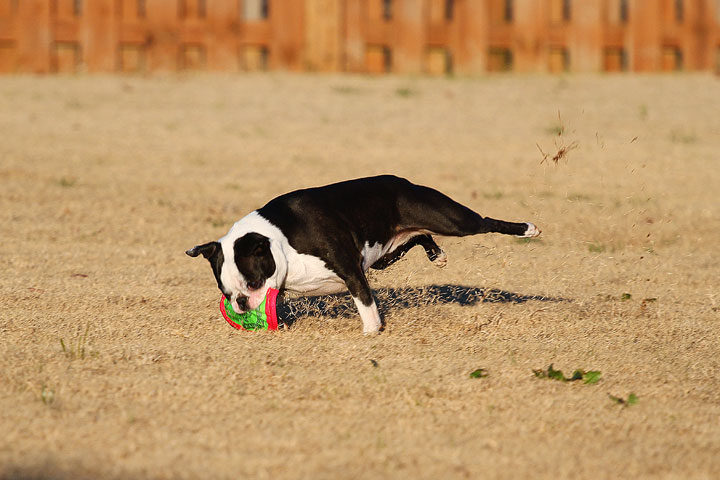 Make It or Miss It? Guess whether this Boston Terrier catches the frisbee! kevinandamanda.com Make It or Miss It? Guess whether this Boston Terrier catches the frisbee! kevinandamanda.com