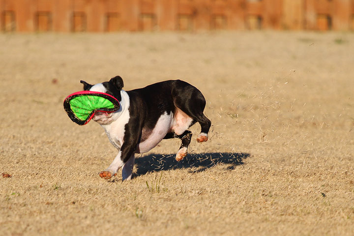 Make It or Miss It? Guess whether this Boston Terrier catches the frisbee! kevinandamanda.com Make It or Miss It? Guess whether this Boston Terrier catches the frisbee! kevinandamanda.com