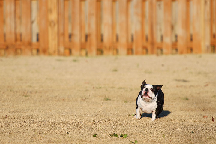 Make It or Miss It? Guess whether this Boston Terrier catches the frisbee! kevinandamanda.com Make It or Miss It? Guess whether this Boston Terrier catches the frisbee! kevinandamanda.com