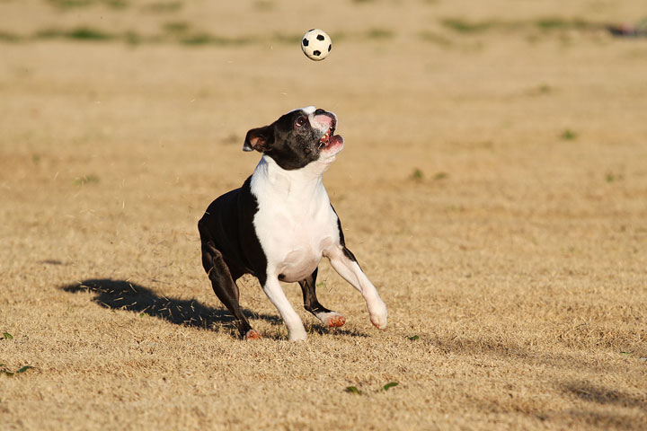 Make It or Miss It? Guess whether this Boston Terrier catches the frisbee! kevinandamanda.com Make It or Miss It? Guess whether this Boston Terrier catches the frisbee! kevinandamanda.com