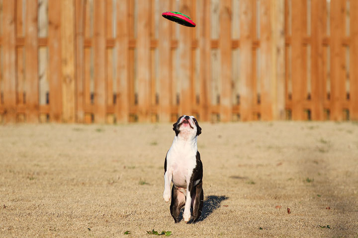 Make It or Miss It? Guess whether this Boston Terrier catches the frisbee! kevinandamanda.com Make It or Miss It? Guess whether this Boston Terrier catches the frisbee! kevinandamanda.com