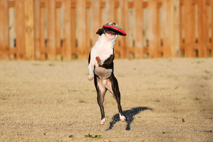 Make It or Miss It? Guess whether this Boston Terrier catches the frisbee! kevinandamanda.com Make It or Miss It? Guess whether this Boston Terrier catches the frisbee! kevinandamanda.com