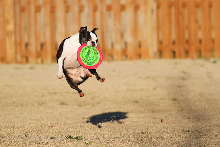 Make It or Miss It? Guess whether this Boston Terrier catches the frisbee! kevinandamanda.com Make It or Miss It? Guess whether this Boston Terrier catches the frisbee! kevinandamanda.com