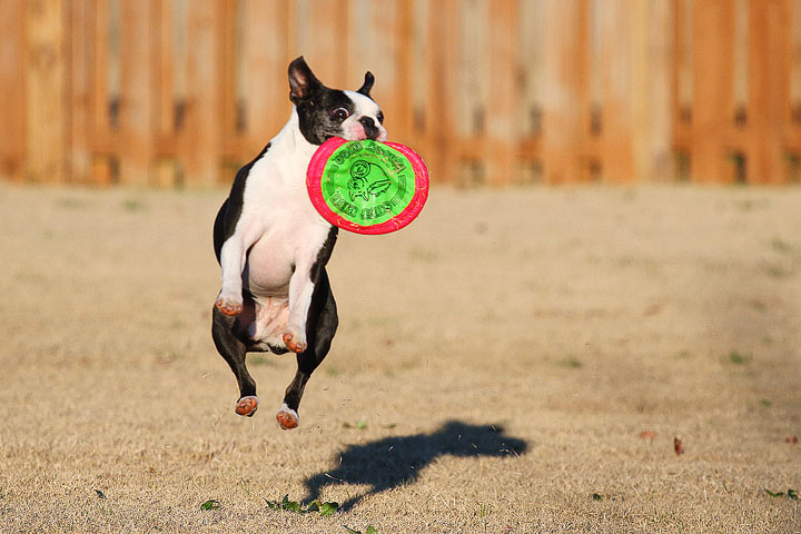 Make It or Miss It? Guess whether this Boston Terrier catches the frisbee! kevinandamanda.com Make It or Miss It? Guess whether this Boston Terrier catches the frisbee! kevinandamanda.com