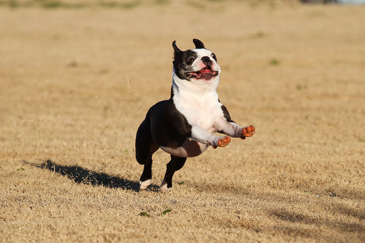 Make It or Miss It? Guess whether this Boston Terrier catches the frisbee! kevinandamanda.com Make It or Miss It? Guess whether this Boston Terrier catches the frisbee! kevinandamanda.com