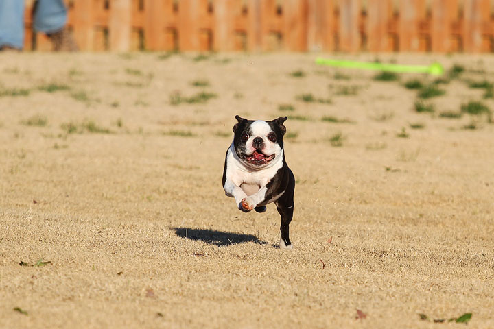 Make It or Miss It? Guess whether this Boston Terrier catches the frisbee! kevinandamanda.com Make It or Miss It? Guess whether this Boston Terrier catches the frisbee! kevinandamanda.com