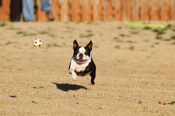 Make It or Miss It? Guess whether this Boston Terrier catches the frisbee! kevinandamanda.com Make It or Miss It? Guess whether this Boston Terrier catches the frisbee! kevinandamanda.com