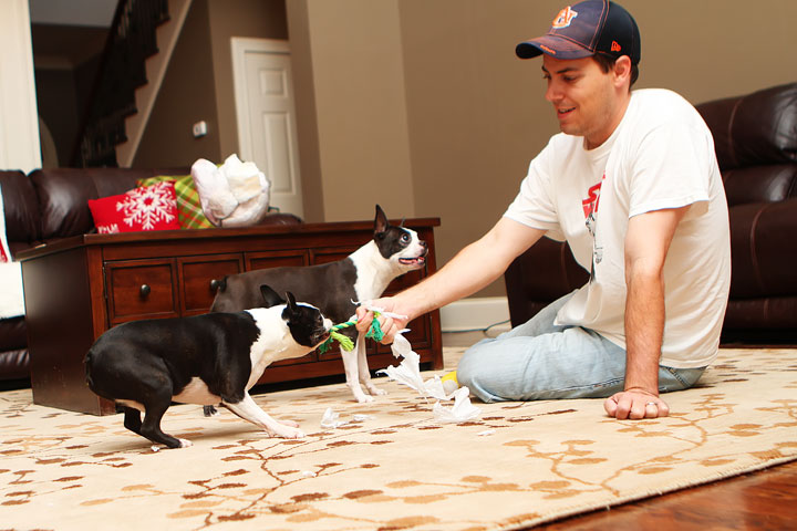 Miley and Howie Boston Terrier Christmas Miley and Howie Boston Terrier Christmas