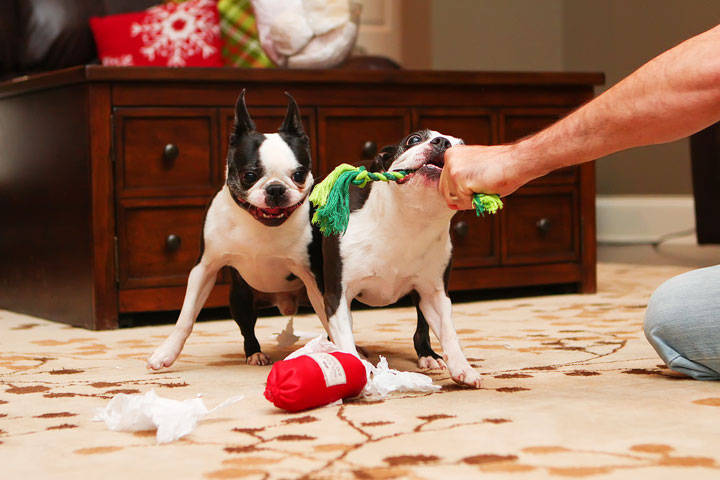 Miley and Howie Boston Terrier Christmas Miley and Howie Boston Terrier Christmas