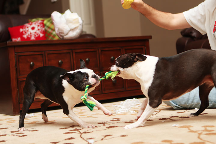 Miley and Howie Boston Terrier Christmas Miley and Howie Boston Terrier Christmas