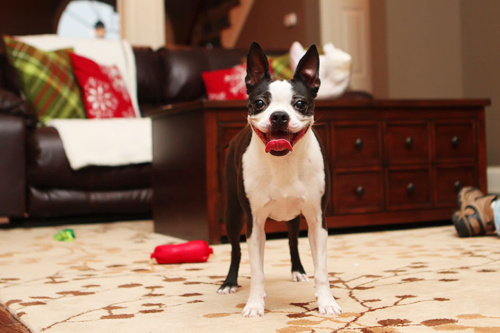 Miley and Howie Boston Terrier Christmas Miley and Howie Boston Terrier Christmas
