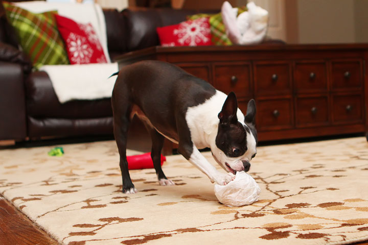 Miley and Howie Boston Terrier Christmas Miley and Howie Boston Terrier Christmas