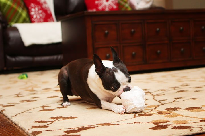 Miley and Howie Boston Terrier Christmas Miley and Howie Boston Terrier Christmas