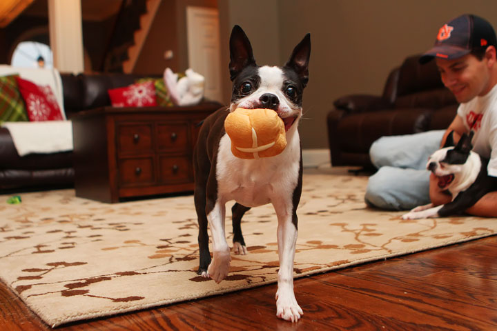 Miley and Howie Boston Terrier Christmas Miley and Howie Boston Terrier Christmas
