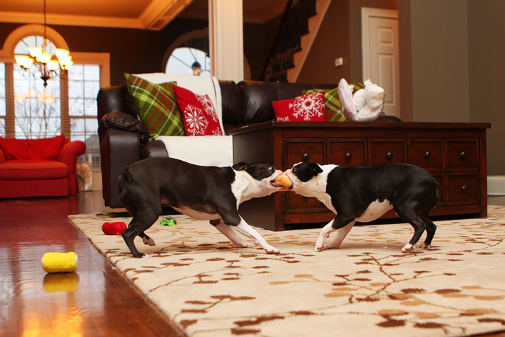 Miley and Howie Boston Terrier Christmas Miley and Howie Boston Terrier Christmas