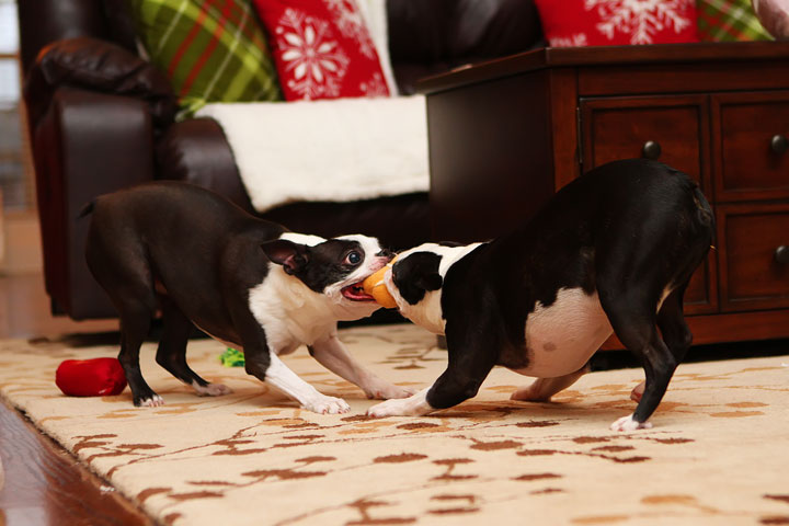 Miley and Howie Boston Terrier Christmas Miley and Howie Boston Terrier Christmas