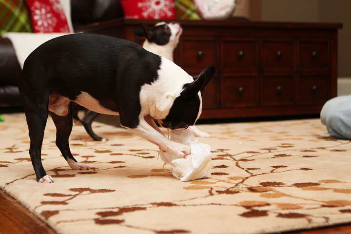 Miley and Howie Boston Terrier Christmas Miley and Howie Boston Terrier Christmas
